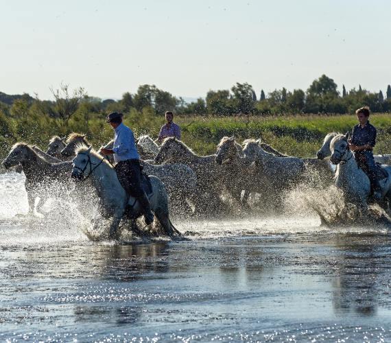 Languedoc-Camargue présentation, traditions camarguaises