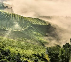 Vignes Marcillac