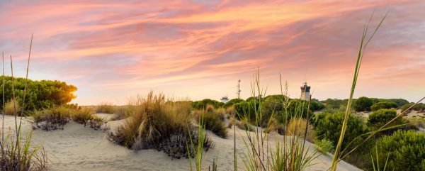 La Camargue (dunes de l'Espiguette)