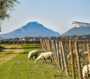 Vignoble Terres de Garrigue et Pic St-Loup - Hérault © E.Perrin