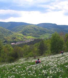 Bagnols-les-bains©DR