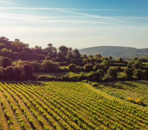 Vignoble de l'Aude près de Limoux © Charlène Pélut / CRTL Occitanie