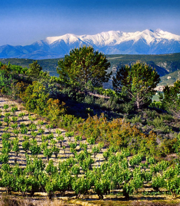 Vignobles-vers-prades-et-canigou©DR