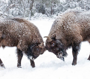 Bisons©Réserve des bisons d'Europe_DR