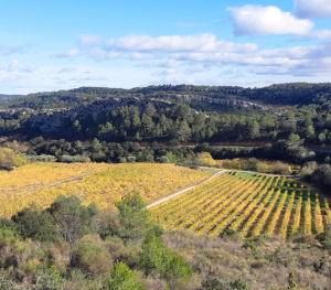 Saint-Chinian-vignobles©Murielle_Sanz