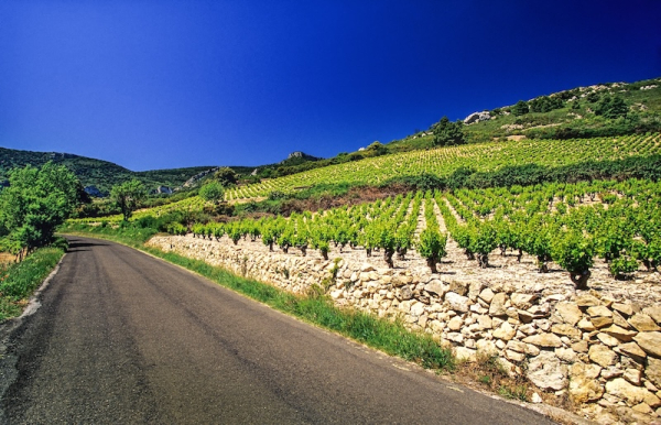 Vignobles des Hautes-Corbières © G.Deschamps