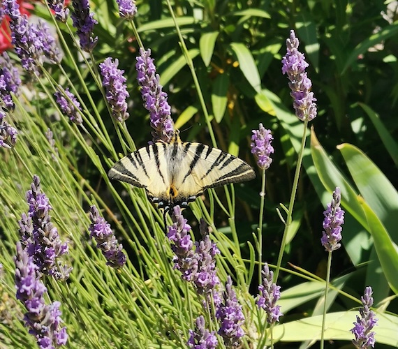 Papillon-Flambé © Valérie-Anne Varennes / CRTL Occitanie