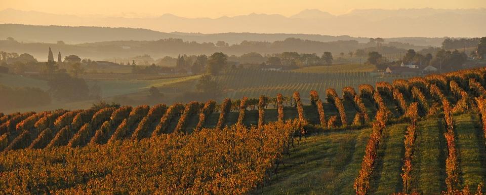 Vignoble d'Armagnac