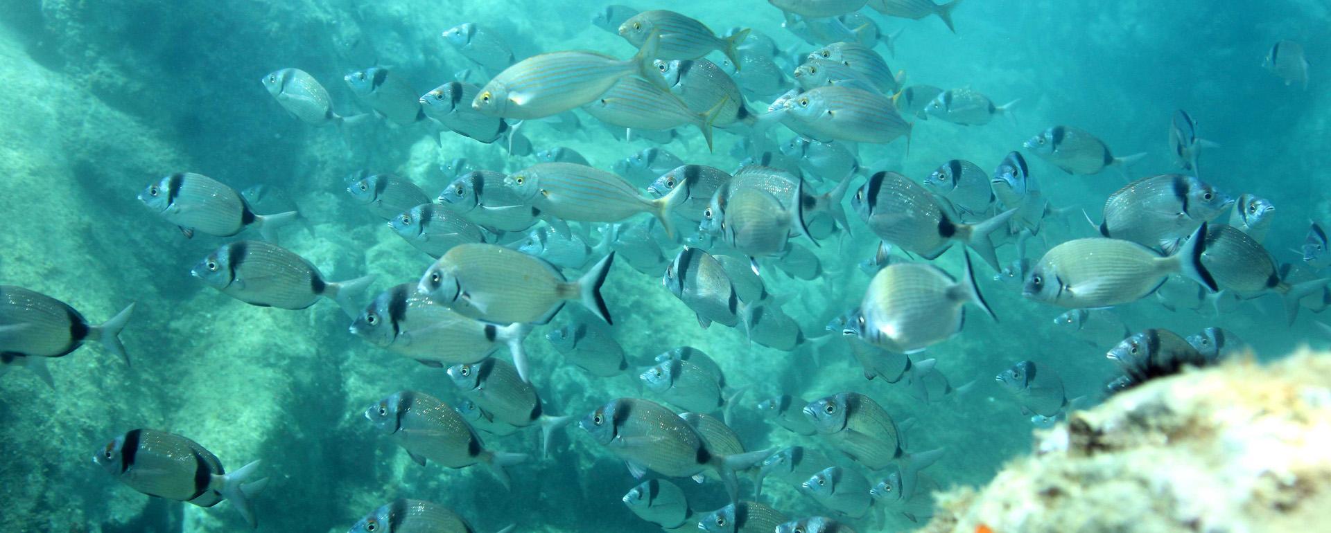 Réserve marine de Cerbère-Banyuls © Didier FIORAMONTI