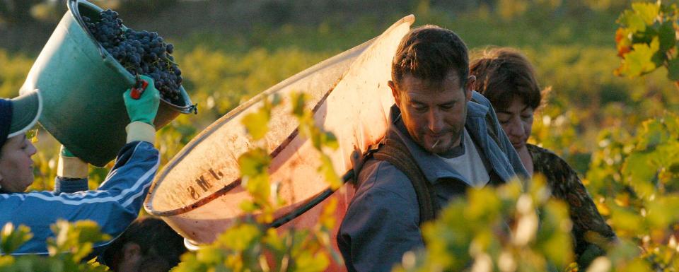 Vignerons au travail © G.DESCHAMPS / CRTL Occitanie