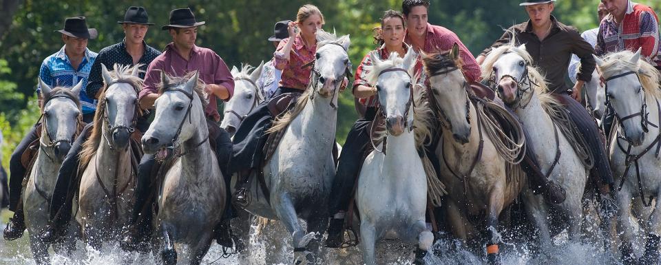 Chevaux de Camargue